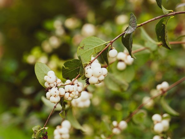 Снежноягодник белый