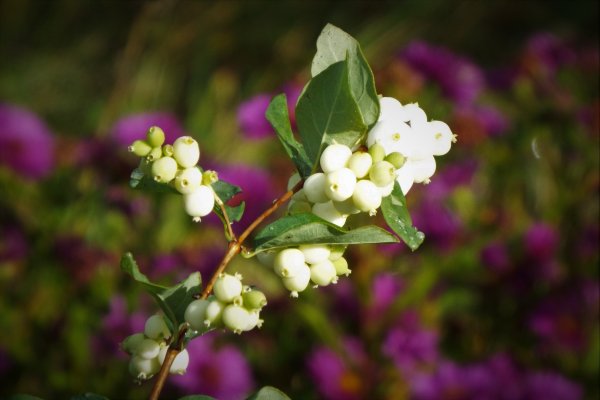 Снежноягодник белый ветка