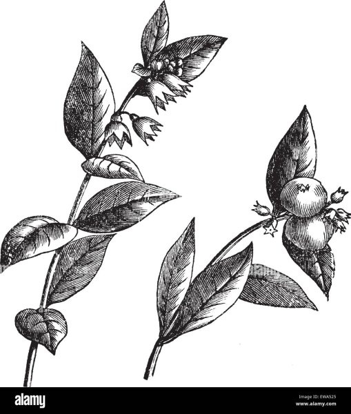 Снежноягодник куст