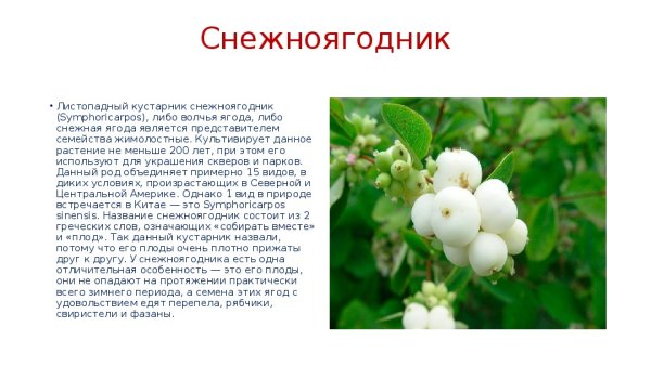 Катальпа гербарий