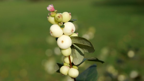 Снежноягодник иллюстрации