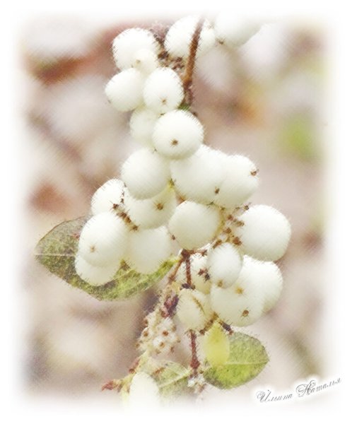 Волчья ягода снежноягодник