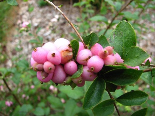 Снежноягодник белый ветка