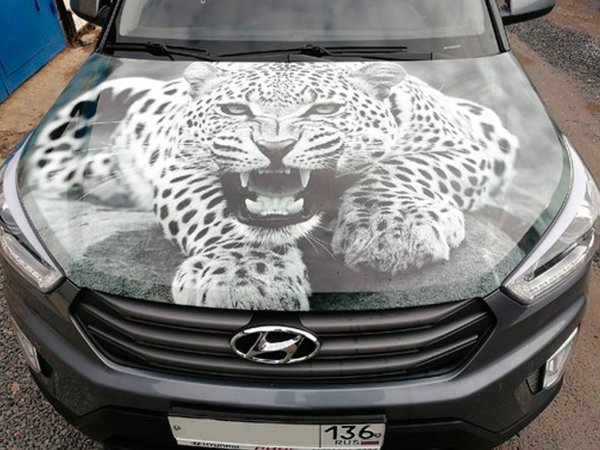 Тигр на капоте