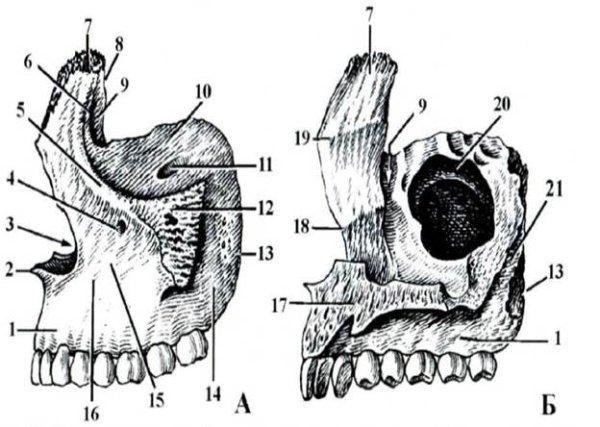 Лобный отросток верхней челюсти