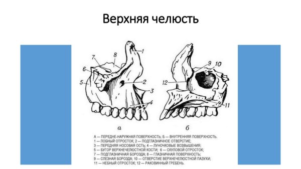 Раковинный гребень верхней челюсти
