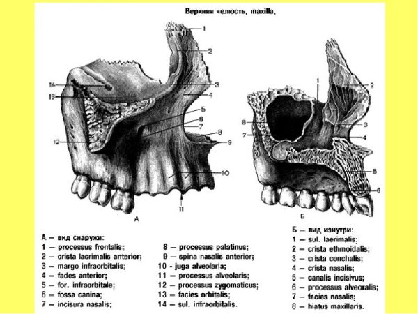Строение костей верхней челюсти