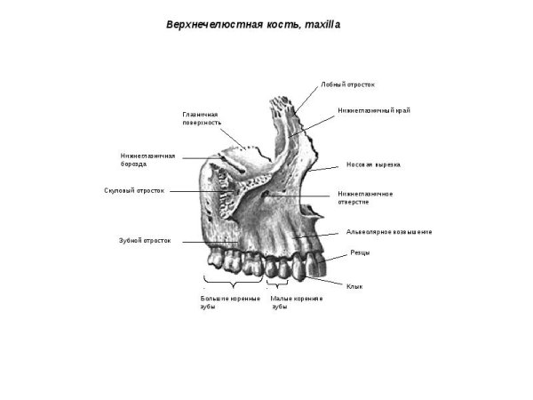 Строение верхнечелюстной кости