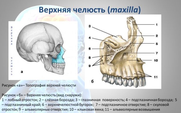 Верхняя челюсть (Maxilla)