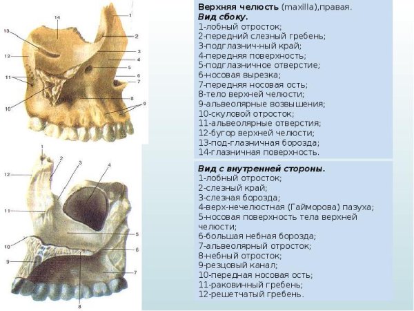 Верхняя челюсть анатомия строение вид снизу