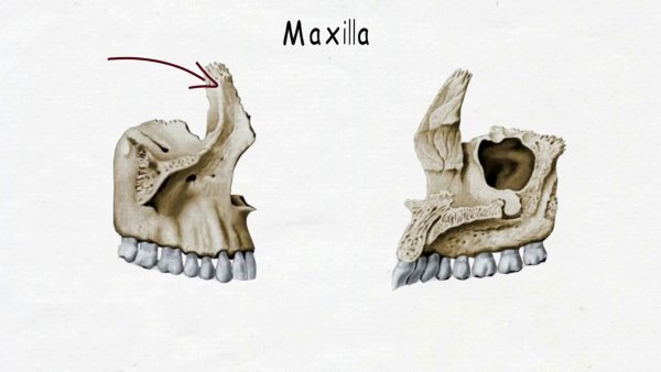 Кости лицевого отдела черепа человека