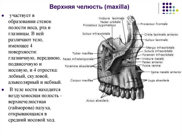 Верхняя челюсть анатомия Синельников