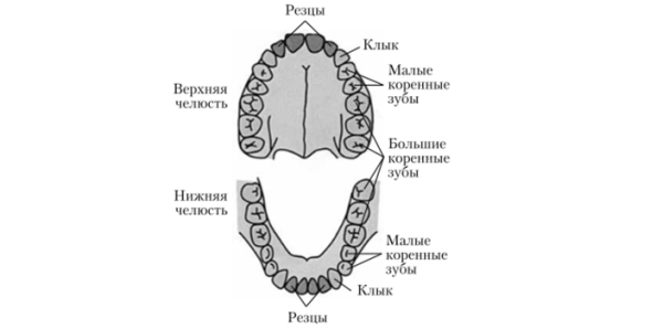 Альвеолярный отросток верхней челюсти анатомия