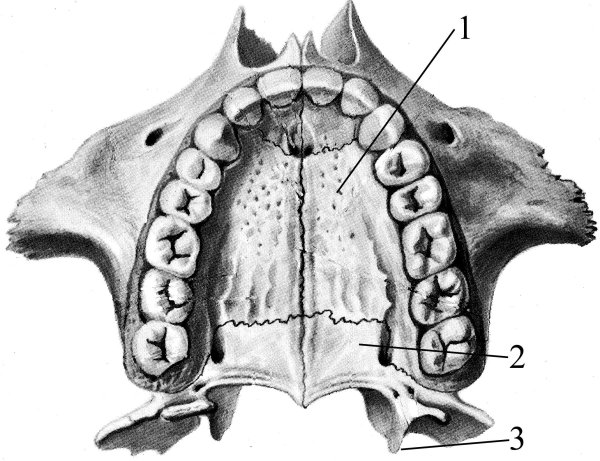 Верхняя челюсть анатомия строение вид снизу
