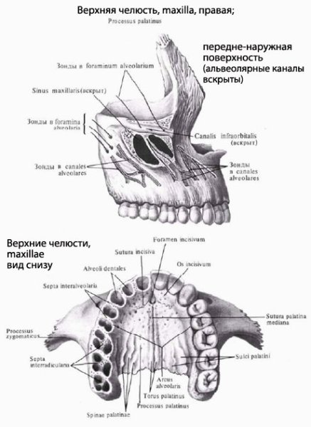 Верхняя челюсть анатомия строение костей