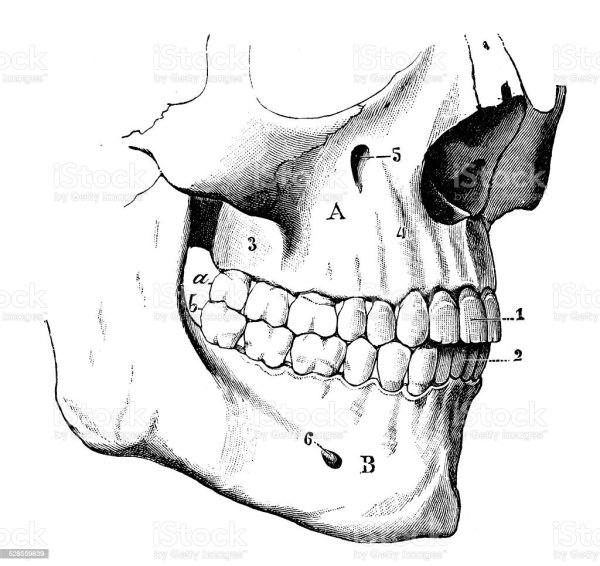 Альвеолярный гребень верхней челюсти
