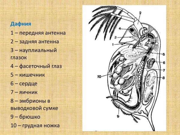 Внутреннее строение дафнии