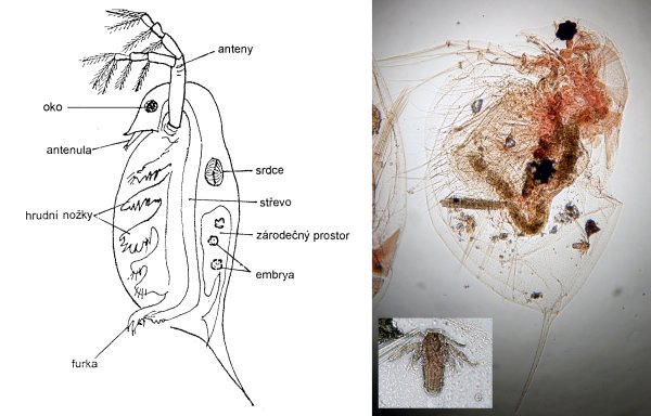 Строение дафнии и циклопа