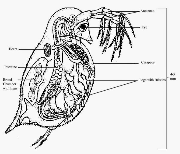 Строение самки дафнии