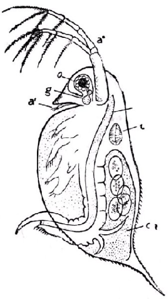 Внутреннее строение дафнии