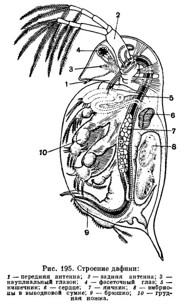 Внешнее строение дафнии (Daphnia Magna)