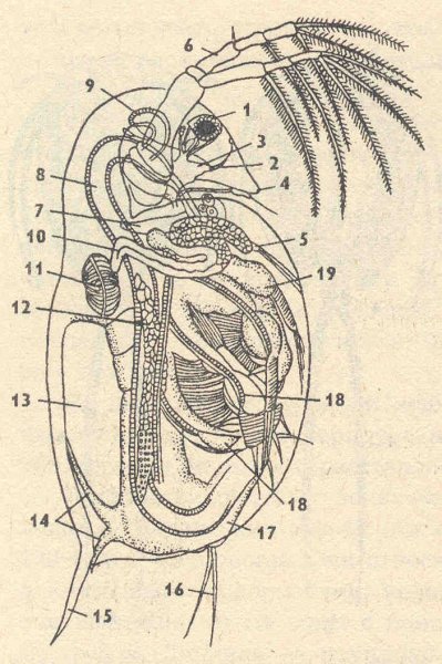 Дафния строение