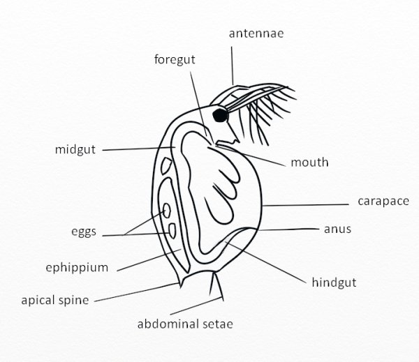 Внешнее строение дафнии (Daphnia Magna)