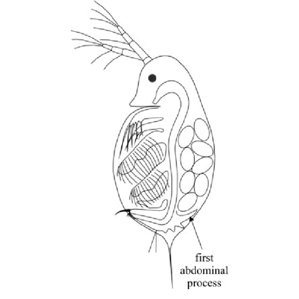 Daphnia Magna строение