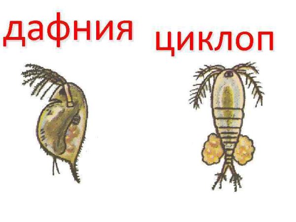 Рачки дафнии и циклопы