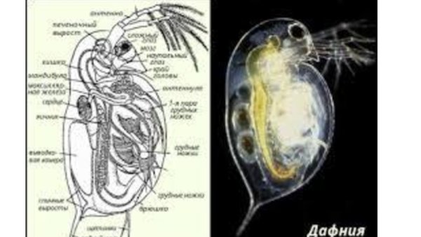 Ветвистоусый рачок дафния строение