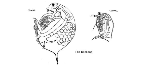 Дафния Магна самка