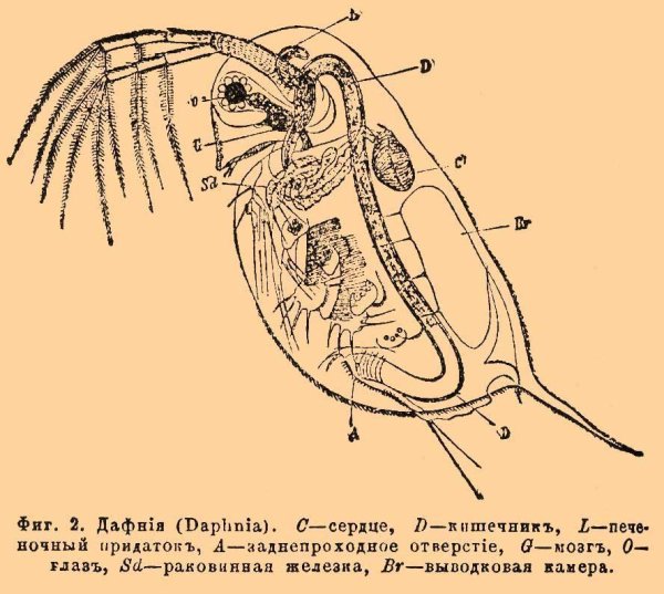 Листоногие дафнии