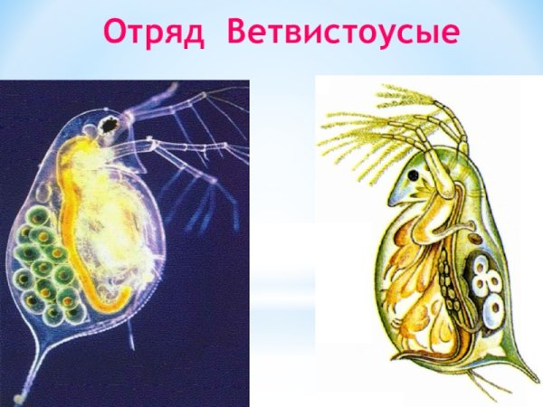 Отряд ветвистоусые (Cladocera)