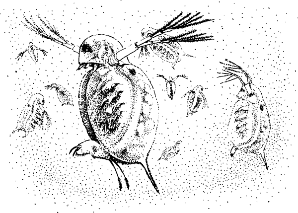 Дафния иллюстрация