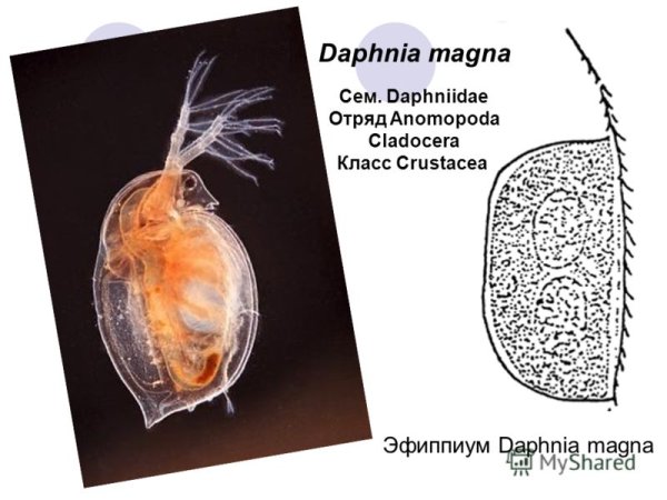 Дафния большая Daphnia Magna Straus