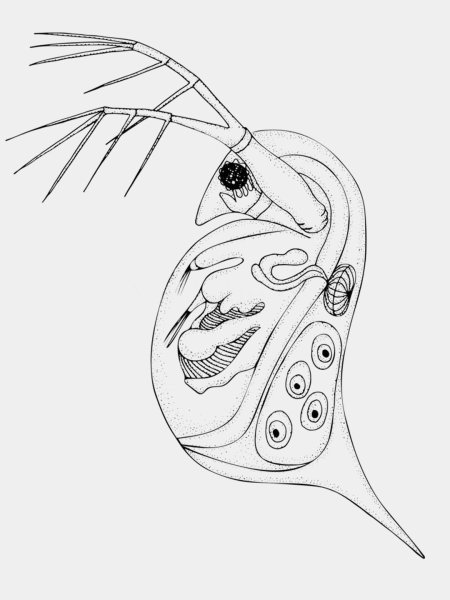 Максиллярная железа у дафнии
