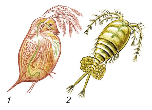 Ракообразные дафния и Циклоп