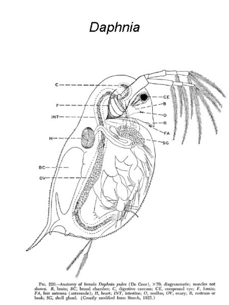 Внутреннее строение дафнии