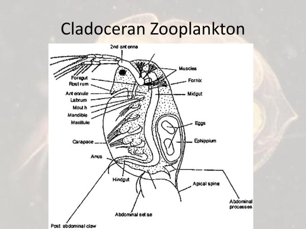 Строение самки дафнии
