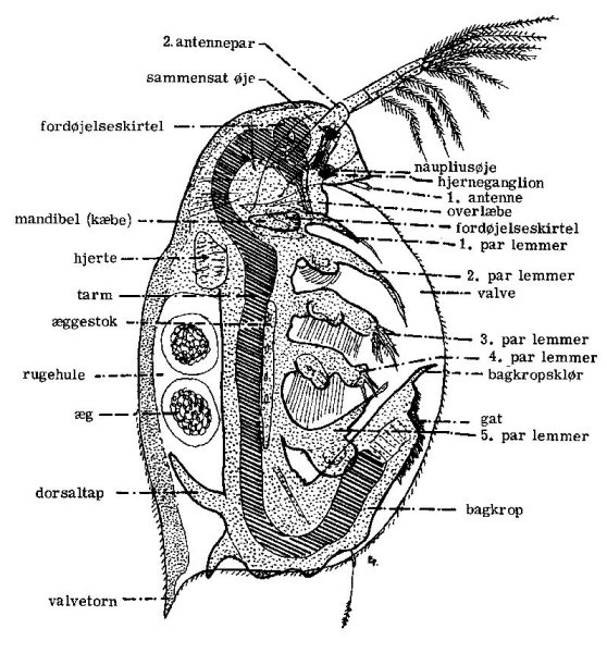 Строение самки дафнии