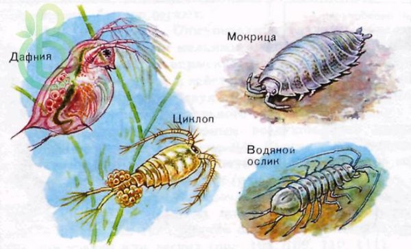 Ракообразные дафния и Циклоп