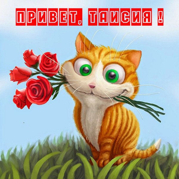 Открытка «котики»