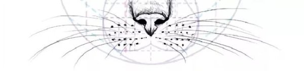 Кошачий нос карандашом