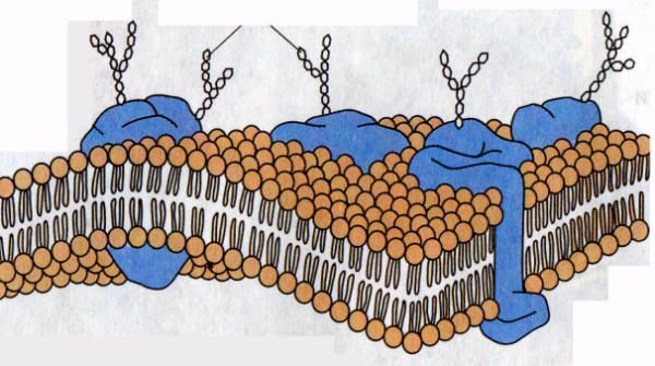 Клеточная плазматическая мембрана