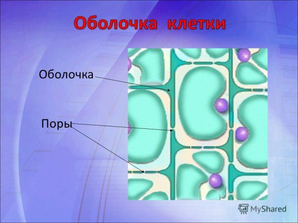 Поры в оболочке растительной клетки