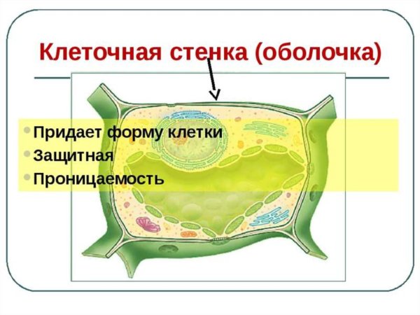 Клеточная мембрана растительной клетки