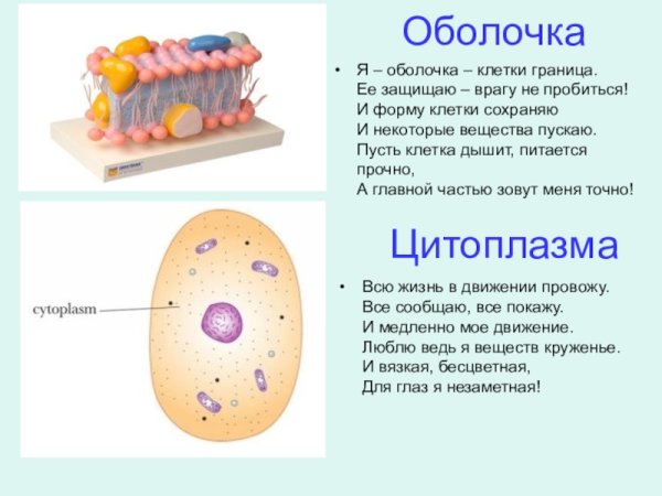 Клеточная мембрана в клетке
