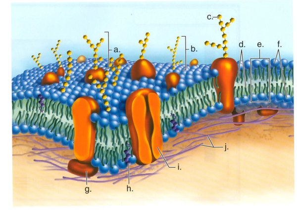 Биология мембрана плазмалемма
