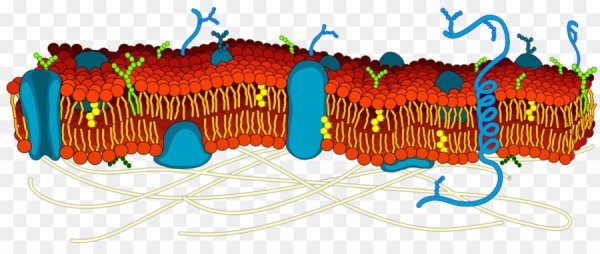 Липидная мембрана клетки