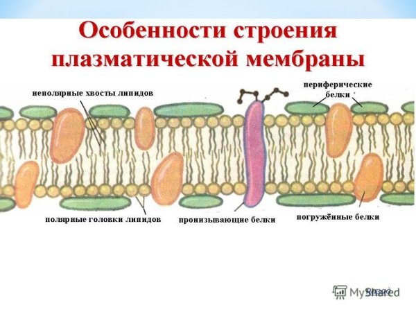 Схема строения плазматической мембраны